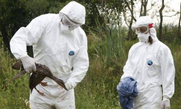 HOY / Hallan cepa de gripe aviar en una granja de pavos del norte de Inglaterra