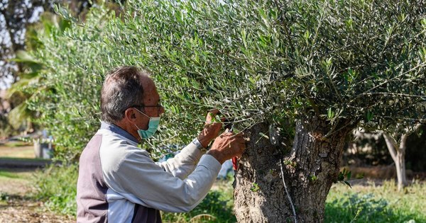 La Nación / El cambio climático amenaza el cultivo milenario de los olivos en Chipre