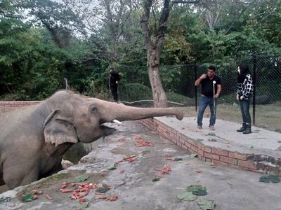 Elefante será liberado tras vivir 35 años en un zoológico