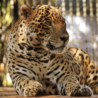 Itaipu celebra el Día Internacional del Jaguarete con avances en entrenamiento cooperativo | .::Agencia IP::.