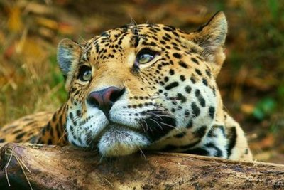 Día Internacional del Yaguareté: Buscan garantizar su protección y conservación » Ñanduti