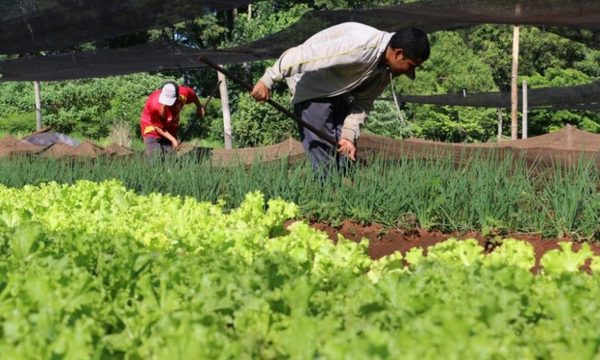 Agricultura familiar campesina frente a expansión del agronegocio