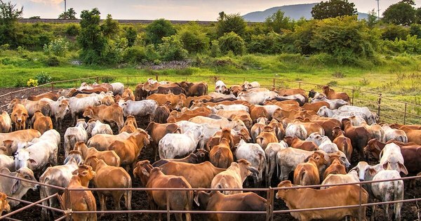 La Nación / Quieren reforzar cadena productiva con “Plataforma Nacional de Carne Sustentable”