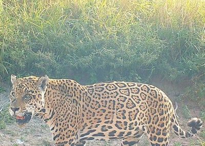 Día Mundial del Jaguar: amenazas para el yaguareté