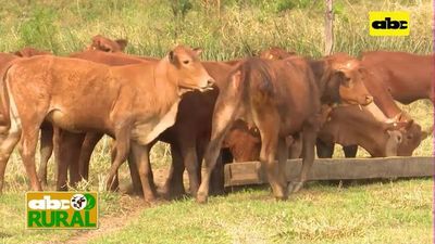 Abc Rural: Preparación de raciones y sus ventajas - ABC Rural - ABC Color