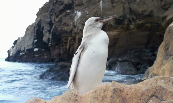 Avistan un pingüino blanco en las Islas Galápagos