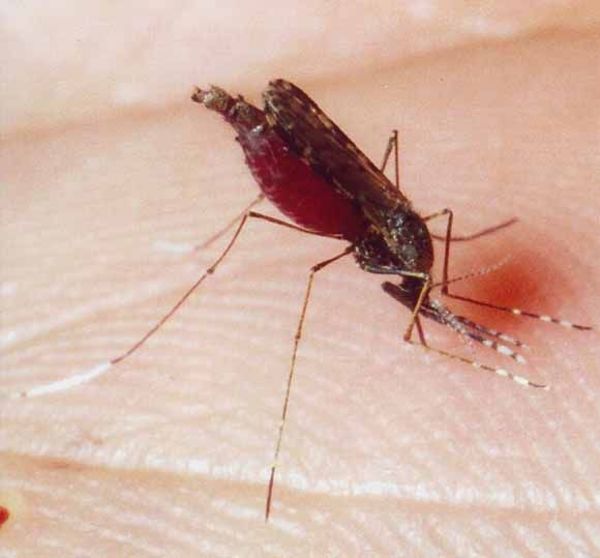 OMS advierte que avances en la lucha contra la malaria están en punto muerto - Mundo - ABC Color