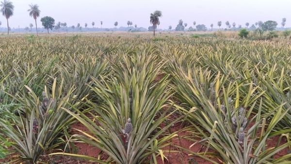 Dulce embarque: Arrancó exportación de piña a Argentina (más de 100 productores de Horqueta beneficiados)