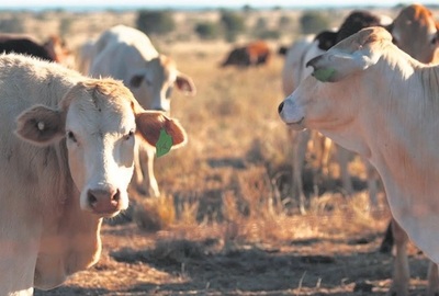 Australia: baja el sacrificio de ganado y la producción de carne bovina