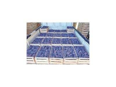 Productores de uvas piden  priorizar  cosecha nacional