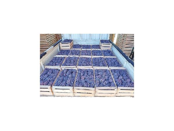 Productores de uvas piden priorizar cosecha nacional