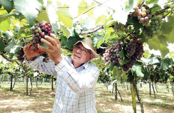 Productores de uva buscan mercado y critican ilicitud - Nacionales - ABC Color