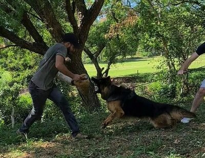 Crónica / ATACAN A LA ORDEN: Entrenan a perros para ser guardianes