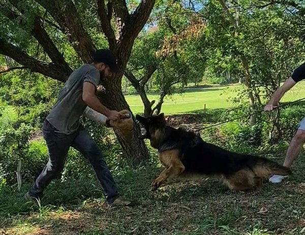 Crónica / ATACAN A LA ORDEN: Entrenan a perros para ser guardianes