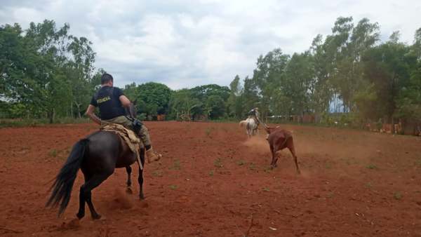 ALLANAN DOS INMUEBLES E INCAUTAN 34 ANIMALES EN SAN COSME Y DAMIÁN