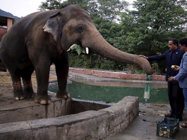 El elefante más solitario del mundo llega a su nueva casa en Camboya