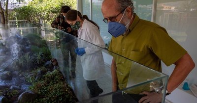 La Nación / Arca salvó variedad de sapos en Ecuador