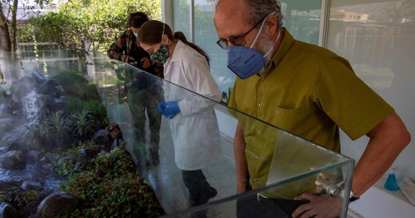 La Nación / Arca salvó variedad de sapos en Ecuador