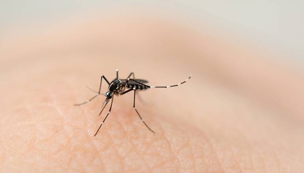 HOY / ¿A puertas de otra epidemia de dengue?: notificaciones aumentan en Central y Asunción