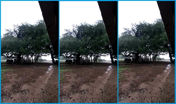 Lluvia trae alivio a productores del Pilcomayo