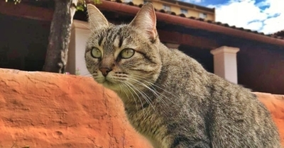 La gata Clarita ya tiene cédula