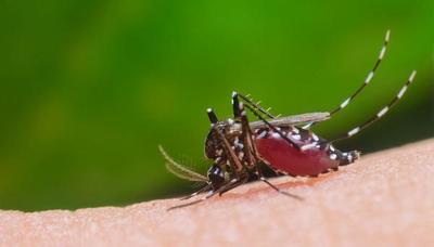 Dengue; Incrementan notificaciones semana a semana – Prensa 5
