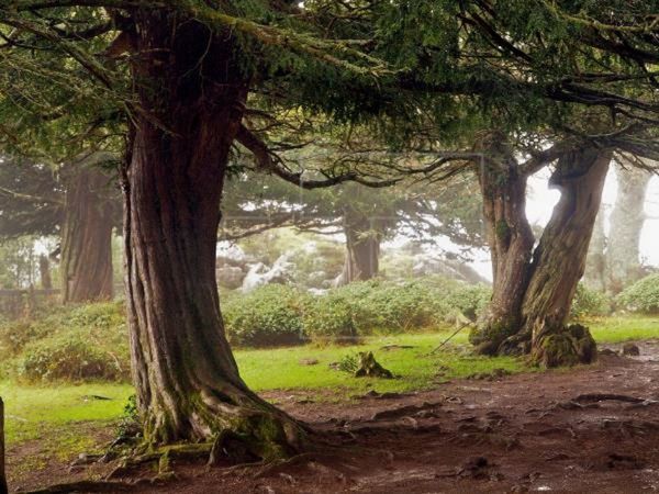 Árbol de 3.000 años cambia de sexo en el Reino Unido