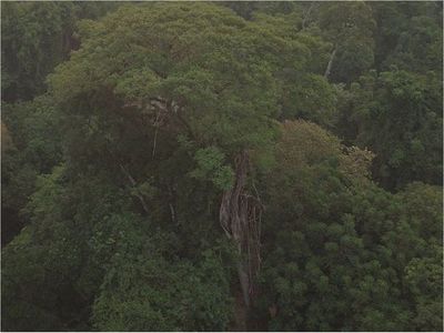 Yvyra Pytã de 40 metros es el ganador de Colosos de la Tierra 2020