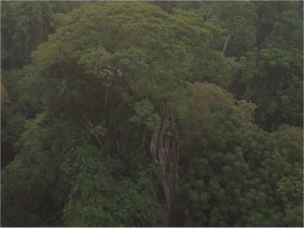 Yvyra Pytã de 40 metros es el ganador de Colosos de la Tierra 2020
