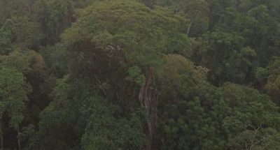 Yvyra Pytã de 40 metros es el ganador de Colosos de la Tierra 2020