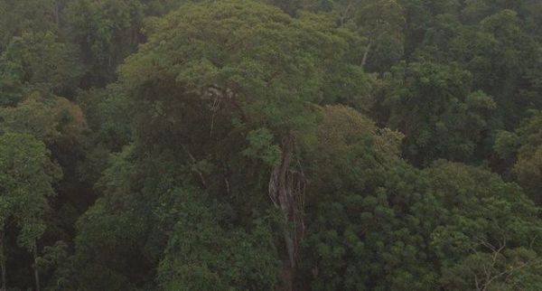 Yvyra Pytã de 40 metros es el ganador de Colosos de la Tierra 2020