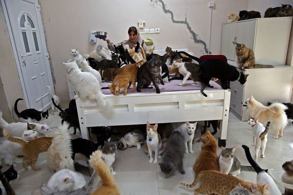 La mujer de los 500 gatos de Omán - Mascotas - ABC Color