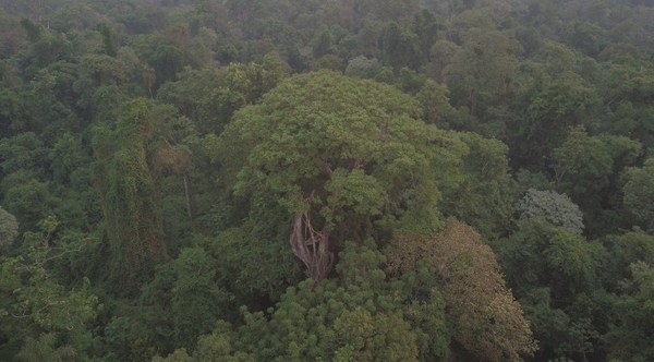 Un Yvyra Pytã de Itapúa es el gran ganador de los Colosos de la Tierra