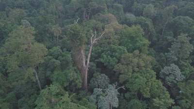 UN YVYRA PYTÃ DE EDELIRA ES EL ÁRBOL MÁS GRANDE DEL PARAGUAY.