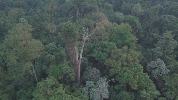 UN YVYRA PYTÃ DE EDELIRA ES EL ÁRBOL MÁS GRANDE DEL PARAGUAY.