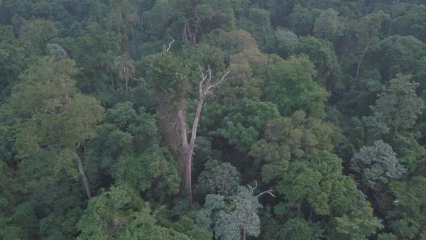 UN YVYRA PYTÃ DE EDELIRA ES EL ÁRBOL MÁS GRANDE DEL PARAGUAY. 