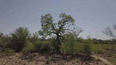 Dos árboles del Chaco fueron premiados entre los Colosos de la Tierra