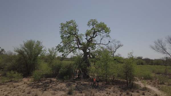 Dos árboles del Chaco fueron premiados entre los Colosos de la Tierra