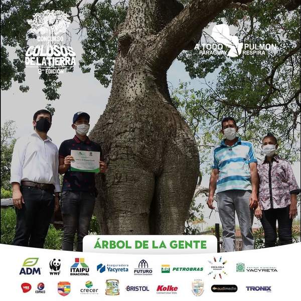 "Samu'u Doncella" es el árbol de la gente – Prensa 5