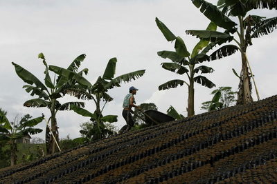 El reto para los cafeteros de Colombia en 2021 es la productividad y renovación - MarketData