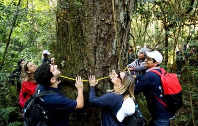Piden que se amplíe a 10 años Ley de Deforestación Cero que fenece este mes - Nacionales - ABC Color