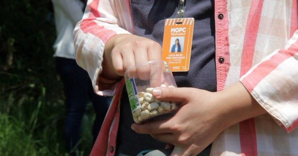 La Nación / Aplican kumanda guasu para detener pasto estrella en parque