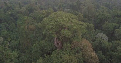 La Nación / Los árboles más grandes del país: el campeón es un yvyra pytã de 40 metros