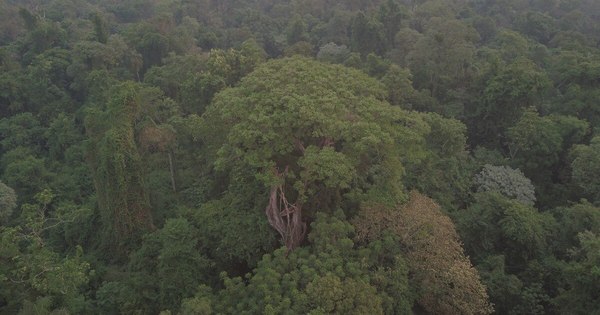 La Nación / Los árboles más grandes del país: el campeón es un yvyra pytã de 40 metros