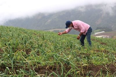 Los daños de los huracanes a la agricultura retrasará la recuperación de Centroamérica - MarketData