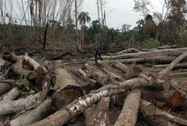 Piden extender Ley de Deforestación Cero: “Vamos a seguir degradando nuestro medio ambiente y la salud humana” » Ñanduti