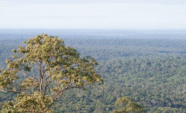 HOY / Organizaciones solicitan la ampliación de la Ley de Deforestación Cero