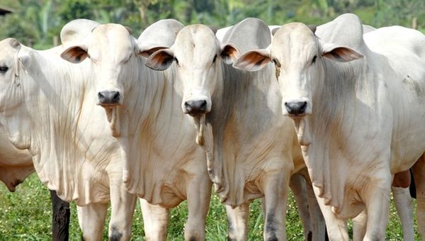 Desafío verde: plataforma de carne sustentable apunta a fortalecer cadena productiva