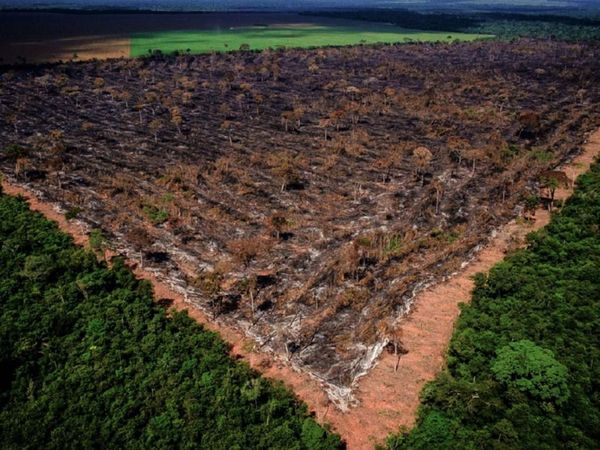 Sin renovación de ley, bosques corren peligro