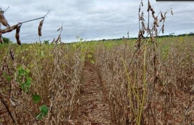 El año pintaba bien para la producción de soja pero ahora se teme no llegar ni a los 8 millones de toneladas - ADN Paraguayo